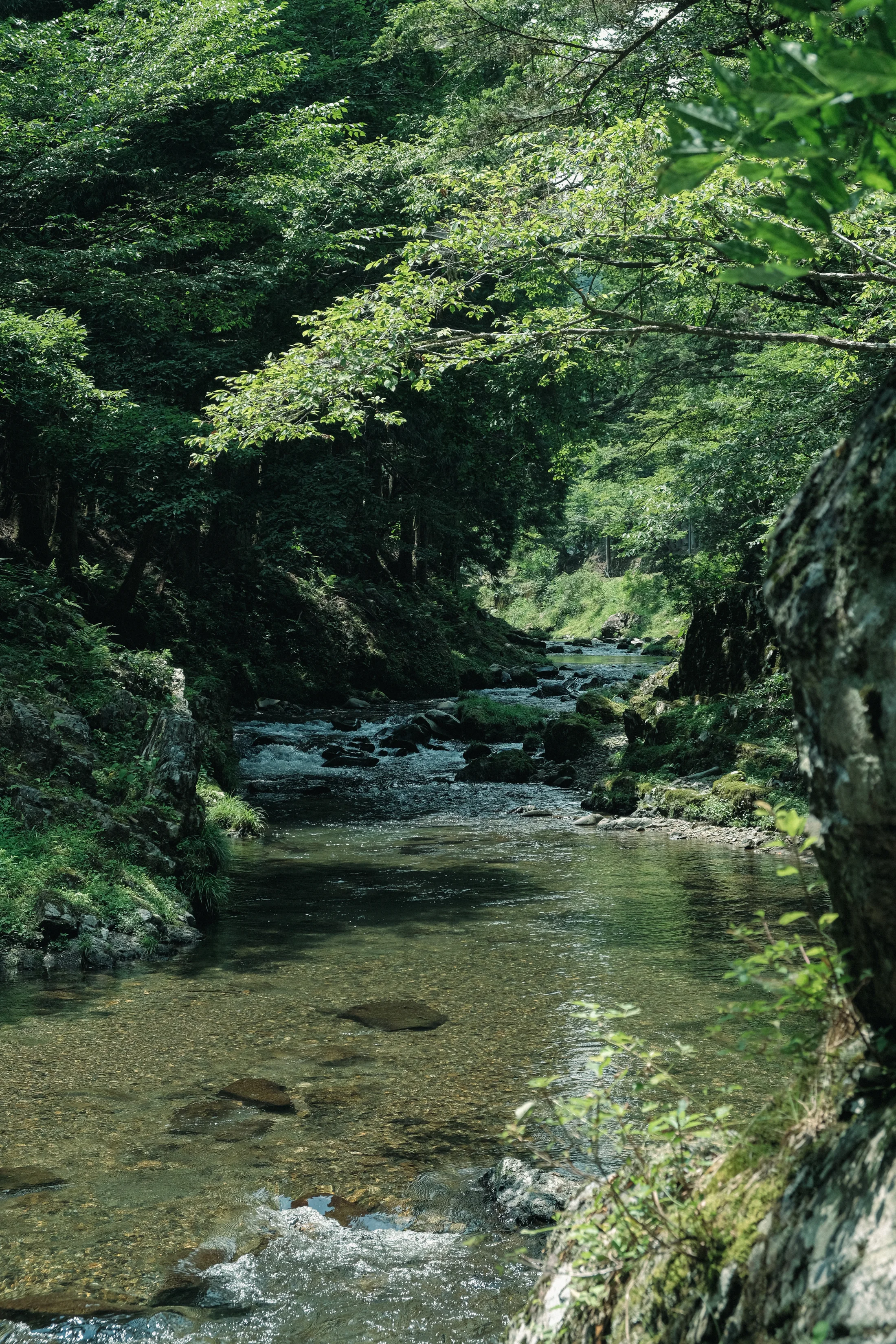 木々の間を流れる久多の川